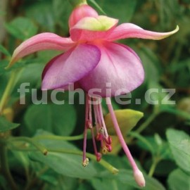 fuchsie Marlea's Marlot - Fuchsia Marlea's Marlot