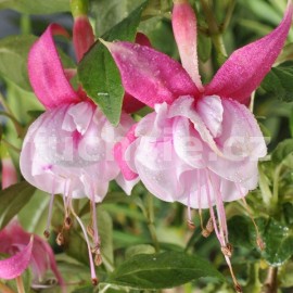 fuchsie Magda van Bets - Fuchsia Magda van Bets