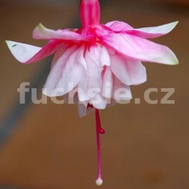 fuchsie Mary Ellen Guffy - Fuchsia Mary Ellen Guffy