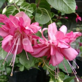 fuchsie Madallist - Fuchsia Madallist