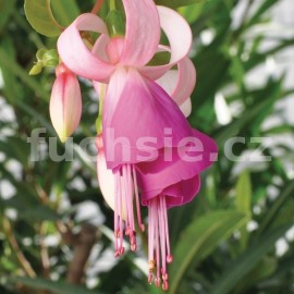 fuchsie Pabbe's Sprutter - Fuchsia Pabbe's Sprutter