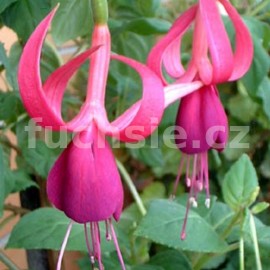 fuchsie Roesse Anja - Fuchsia Roesse Anja