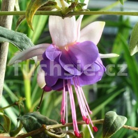 fuchsie Roesse Pleione - Fuchsia Roesse Pleione