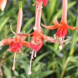 fuchsie Walz Gittar - Fuchsia Walz Gittar