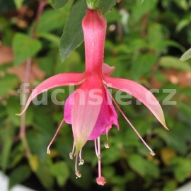 fuchsie Walz Doedelzak - Fuchsia Walz Doedelzak