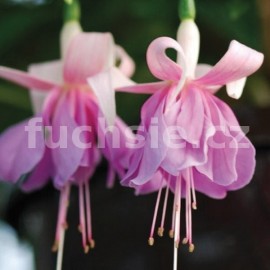 fuchsie Werner Maassen - Fuchsia Werner Maassen