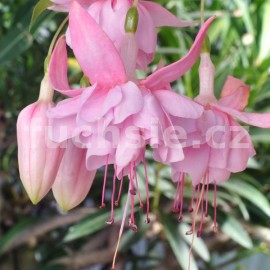 fuchsie Yvonne Hasselerharm - Fuchsia Yvonne Hasselerharm