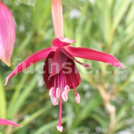 fuchsie De Groot's Waterval - Fuchsia De Groot's Waterval