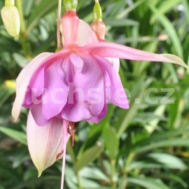 fuchsie Hiltrud Wiestphalen - Fuchsia Hiltrud Wiestphalen