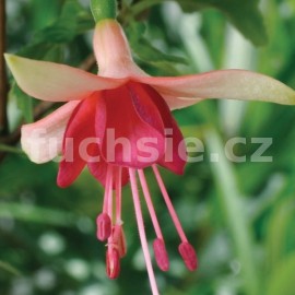 fuchsie Golden Vergeer - Fuchsia Golden Vergeer
