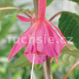 fuchsie Christ Driessen - Fuchsia Christ Driessen