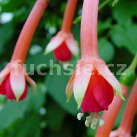 fuchsie Onna - Fuchsia Onna