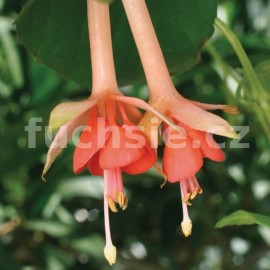 fuchsie Salmon Glow - Fuchsia Salmon Glow