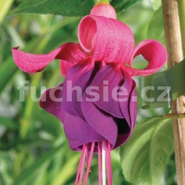 fuchsie Blumen Freunden - Fuchsia Blumen Freunden