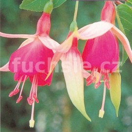 fuchsie Cascade - Fuchsia Cascade