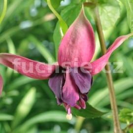 fuchsie Breevis Rex - Fuchsia Breevis Rex