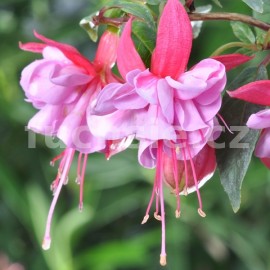 fuchsie Rose Winston - Fuchsia Rose Winston