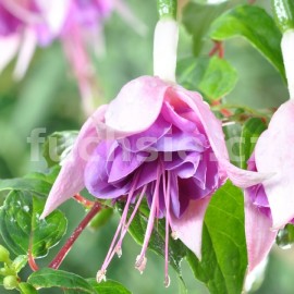fuchsie Molly - Fuchsia Molly