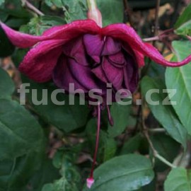 fuchsie Belize - Fuchsia Belize