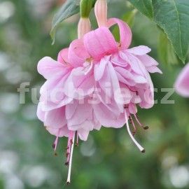 fuchsie Roesse Rhea - Fuchsia Roesse Rhea