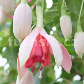 fuchsie Johan Beije - Fuchsia Johan Beije