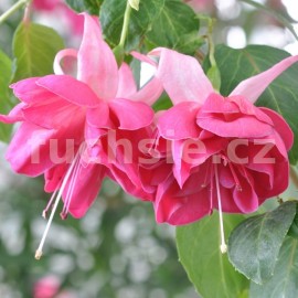 fuchsie Audrey Booth - Fuchsia Audrey Booth