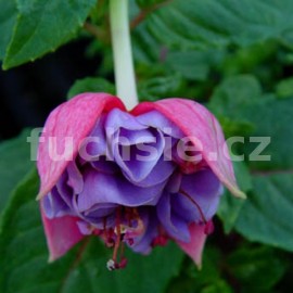 fuchsie Grietus Luismann - Fuchsia Grietus Luismann