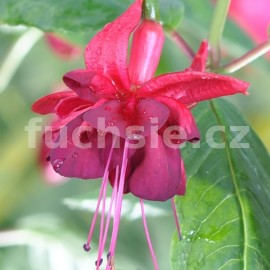 fuchsie Schloss Hexenagger - Fuchsia Schloss Hexenagger