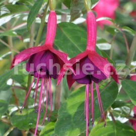 fuchsie Waldis Ovambo - Fuchsia Waldis Ovambo