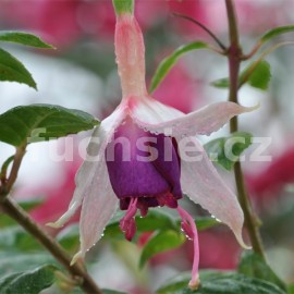 fuchsie Murru 'von Fuchs - Fuchsia Murru 'von Fuchs