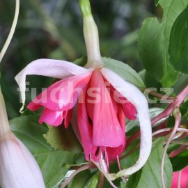 fuchsie Liesbeth - Fuchsia Liesbeth