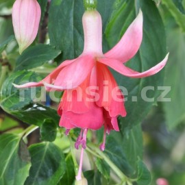 fuchsie Johanna Rosenbach - Fuchsia Johanna Rosenbach