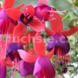 fuchsie Jullies Nantes - Fuchsia Jullies Nantes