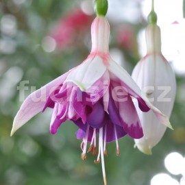 fuchsie Tam oSanders - Fuchsia Tam oSanders