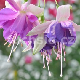 fuchsie Nightingale - Fuchsia Nightingale