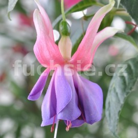 fuchsie Imperial Fantasy - Fuchsia Imperial Fantasy