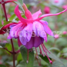 fuchsie Dulce Elizabeth - Fuchsia Dulce Elizabeth