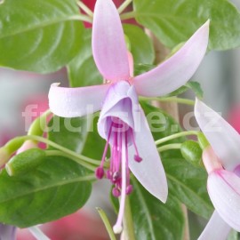 fuchsie Waldis Grfin - Fuchsia Waldis Grfin