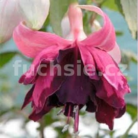 fuchsie Leon Pauwels - Fuchsia Leon Pauwels