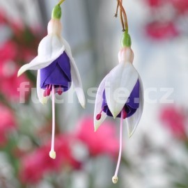fuchsie Elizabeth Honoruje - Fuchsia Elizabeth Honoruje