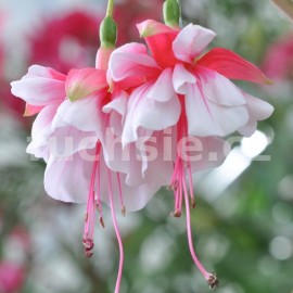 fuchsie Toby Bridger - Fuchsia Toby Bridger