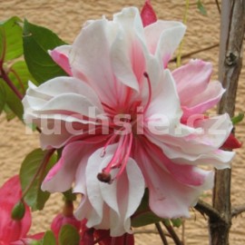 fuchsie Liberation - Fuchsia Liberation