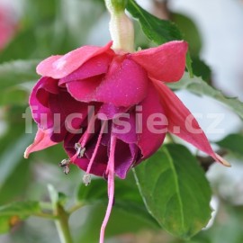 fuchsie Sultan - Fuchsia Sultan