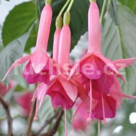 fuchsie Jan Lokhorst - Fuchsia Jan Lokhorst
