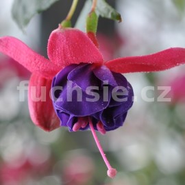 fuchsie Anna Marie - Fuchsia Anna Marie