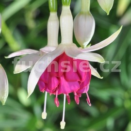 fuchsie Joan Barnes - Fuchsia Joan Barnes