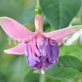fuchsie Violacea - Fuchsia Violacea