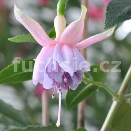 fuchsie Miva - Fuchsia Miva