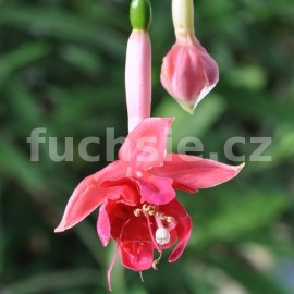 fuchsie Belijn - Fuchsia Belijn