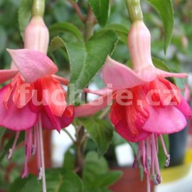 fuchsie Topaz - Fuchsia Topaz